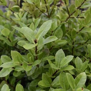 Pittosporum tenuifolium 'Golf Ball'PBR 20-30 cm